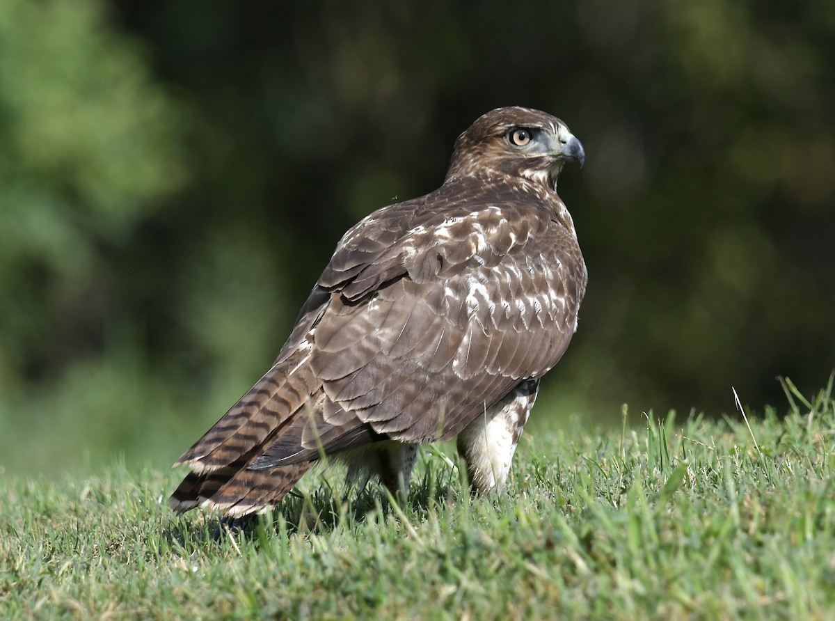Red-tailed Hawk - ML608805235