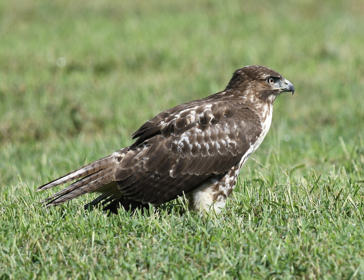 Red-tailed Hawk - ML608805279