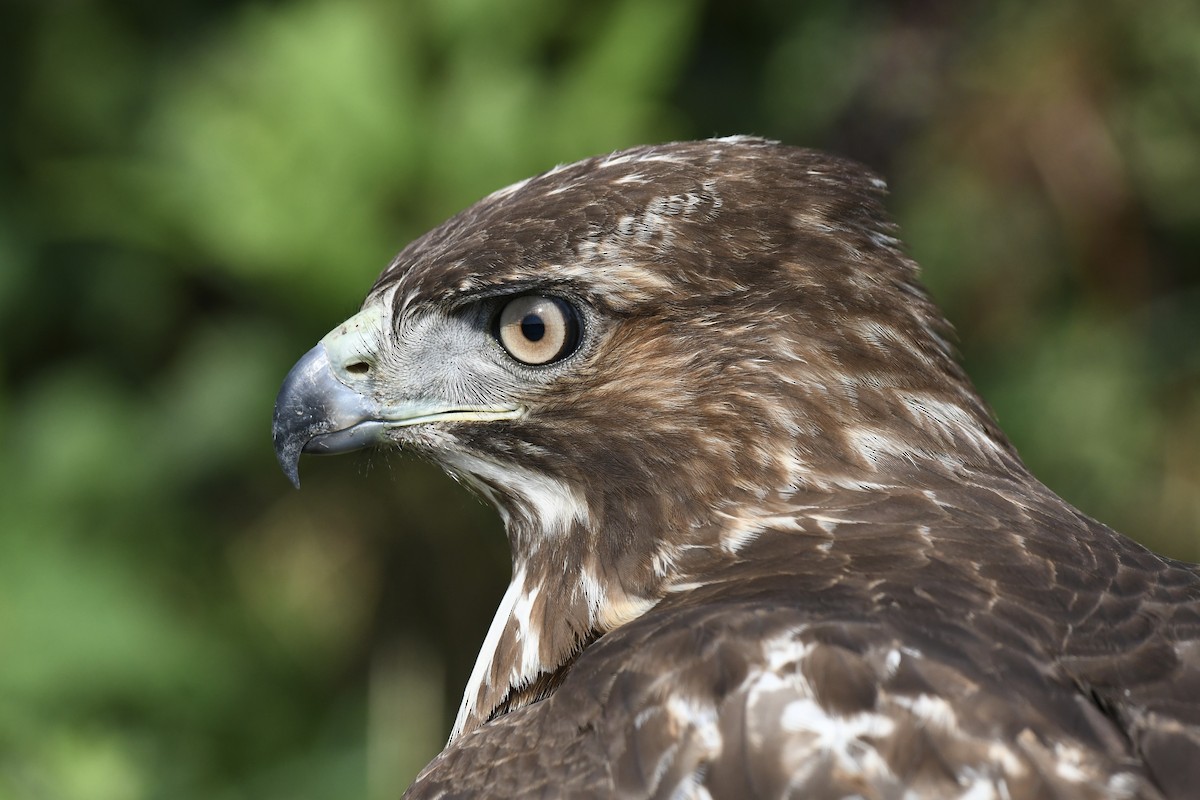 Red-tailed Hawk - ML608805353