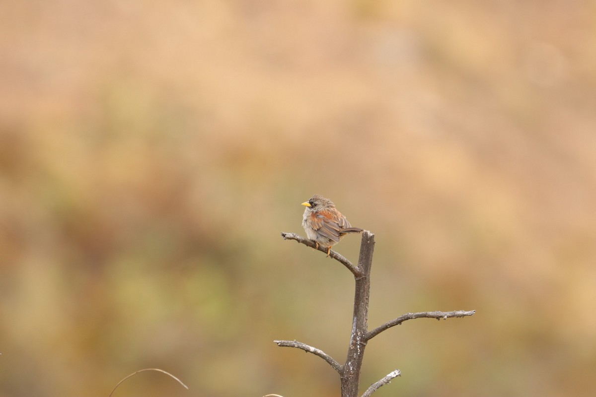 Rufous-backed Inca-Finch - ML608805358