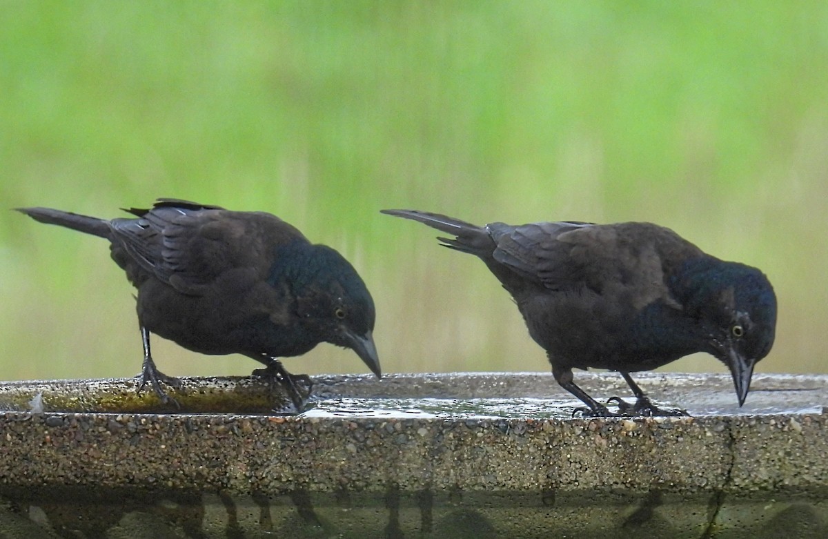 Common Grackle - ML608805413