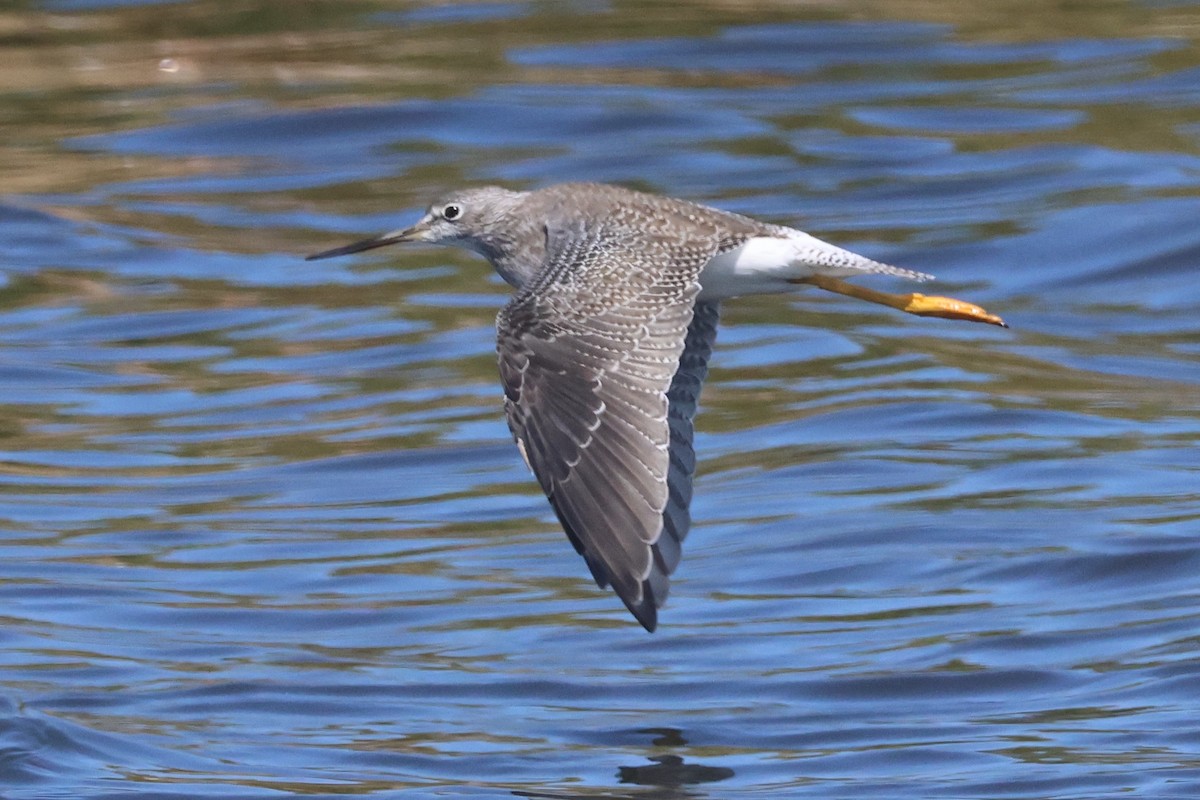 Greater Yellowlegs - ML608805438