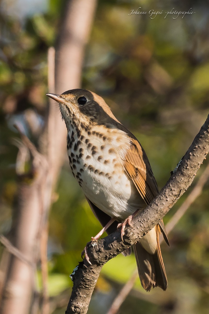 Hermit Thrush - ML608805474