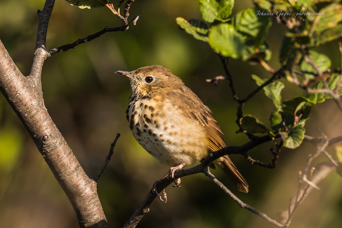 Hermit Thrush - ML608805475