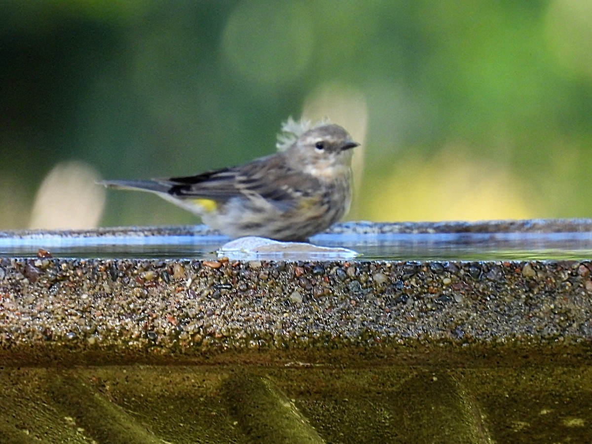 Yellow-rumped Warbler - ML608805489