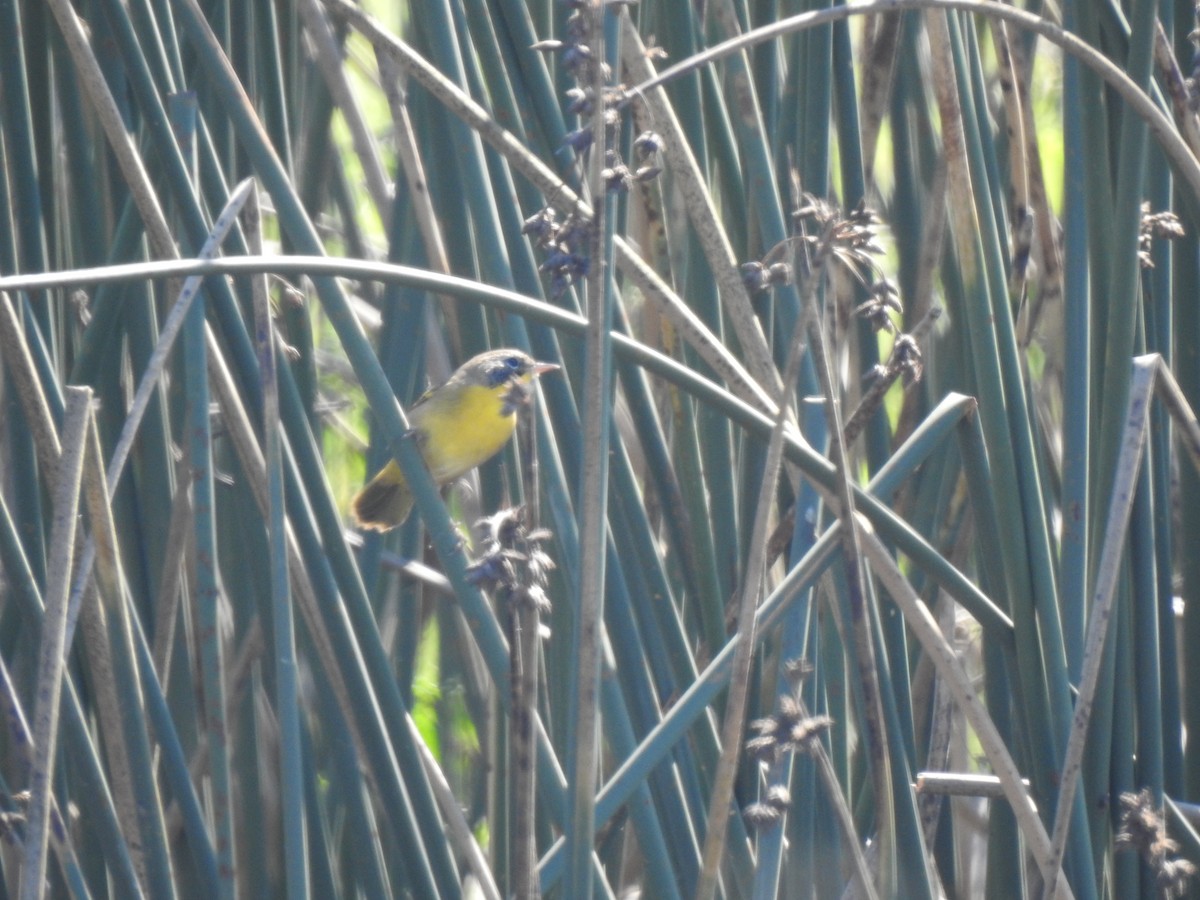 Common Yellowthroat - ML608805502