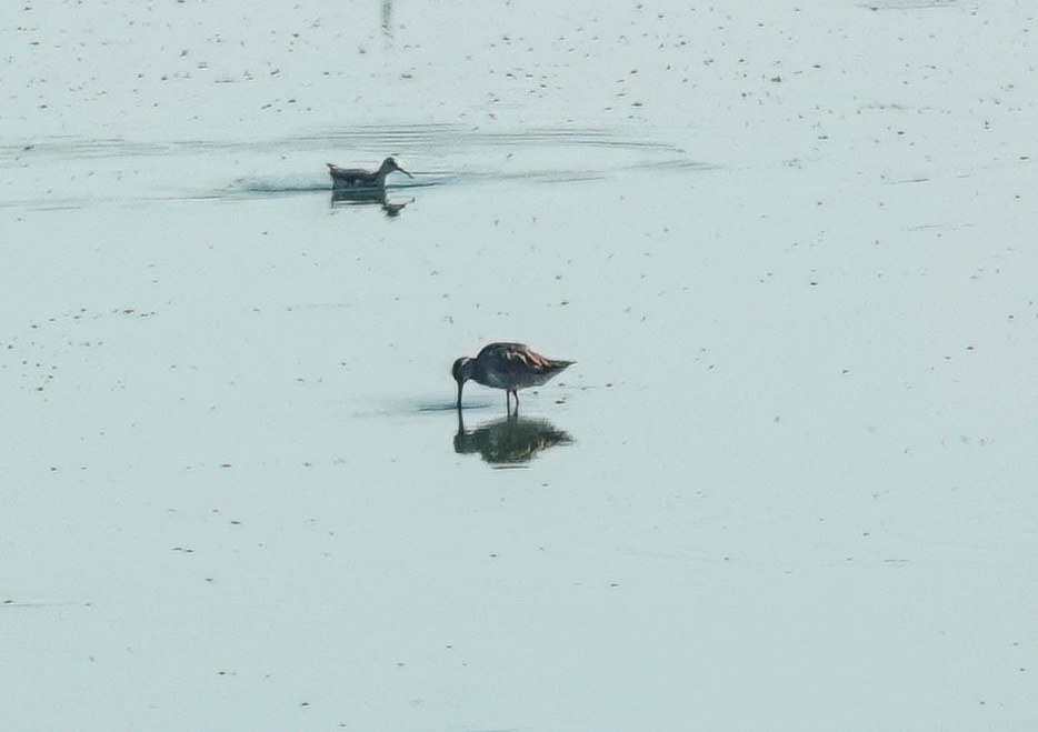 Long-billed Dowitcher - ML608805512