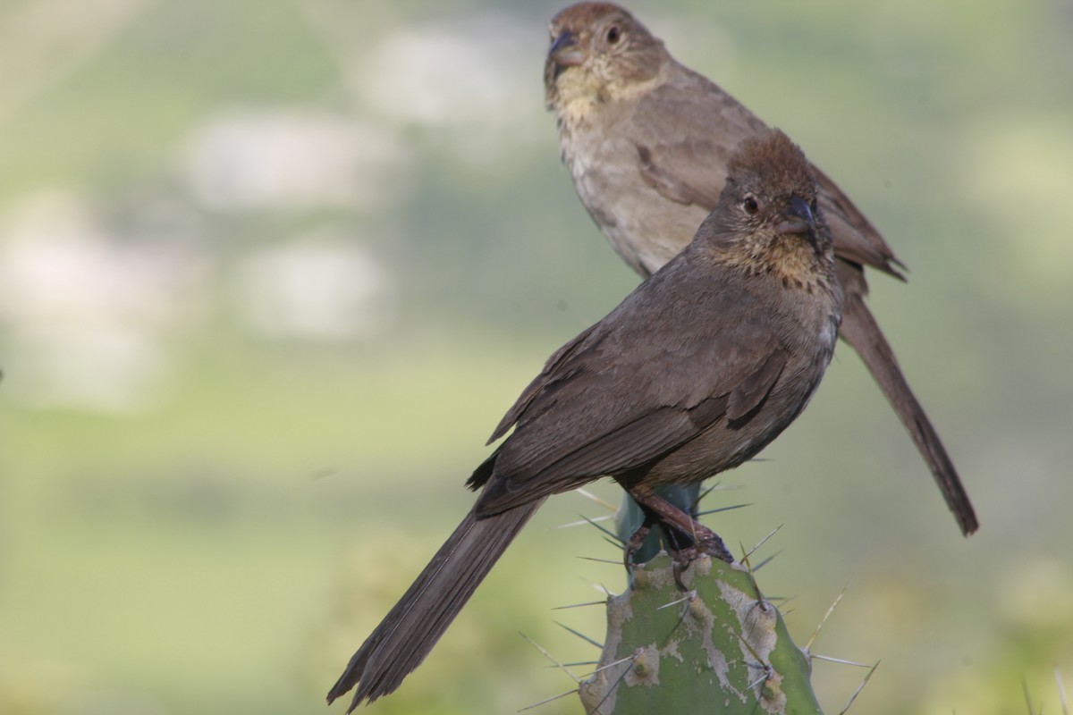 Canyon Towhee - Carlos Javier / Contoy excursions
