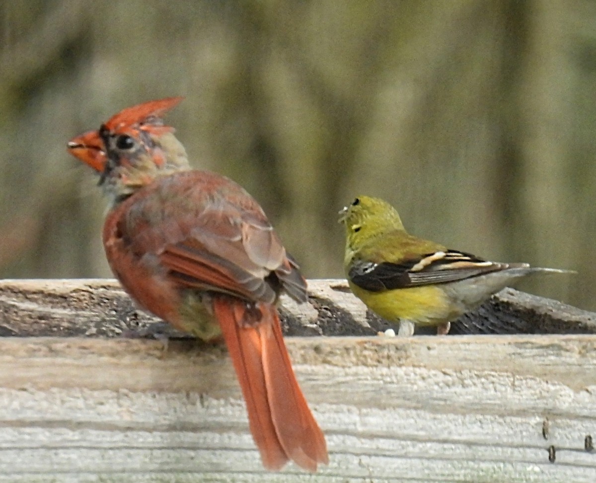 Northern Cardinal - ML608805549