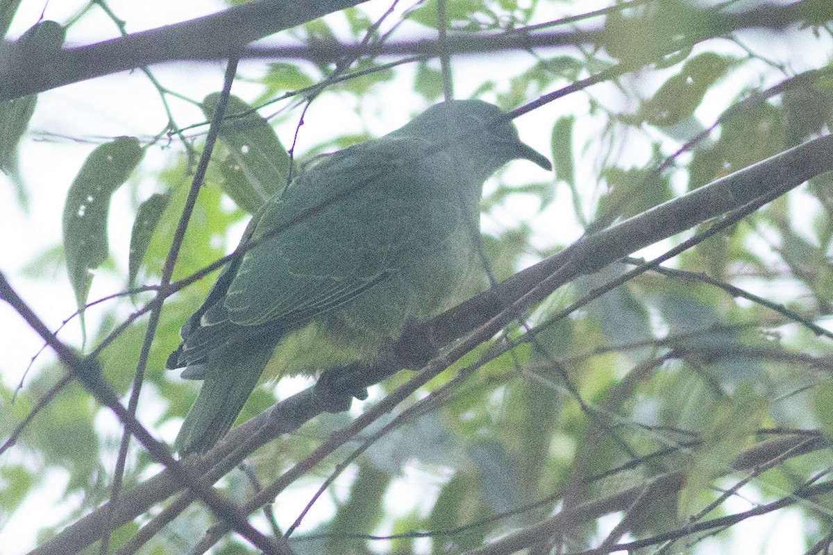 Dwarf Fruit-Dove - ML608805596