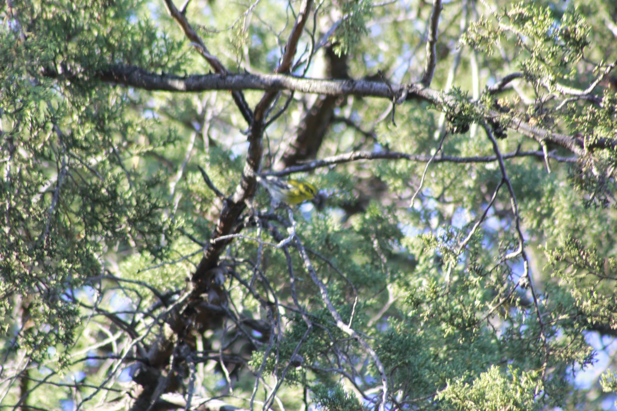 Townsend's Warbler - ML608805729