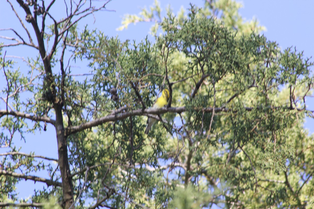 Townsend's Warbler - Carlos Javier Tec