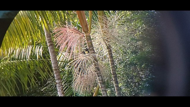 Black-necked Aracari - ML608805777