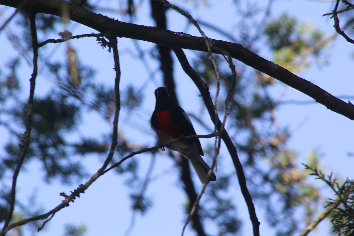 Painted Redstart - Carlos Javier / Contoy excursions