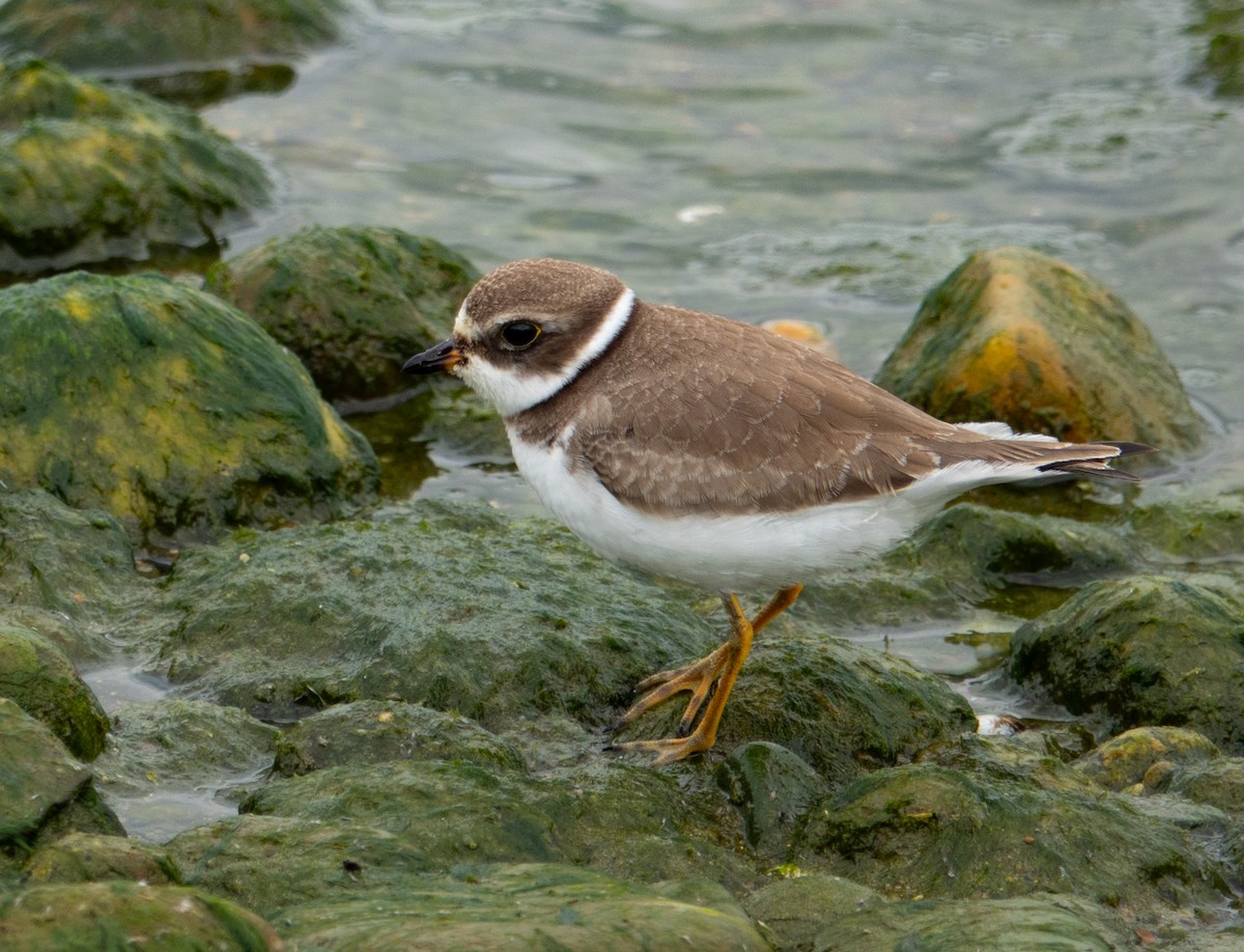 Semipalmated Plover - ML608805812