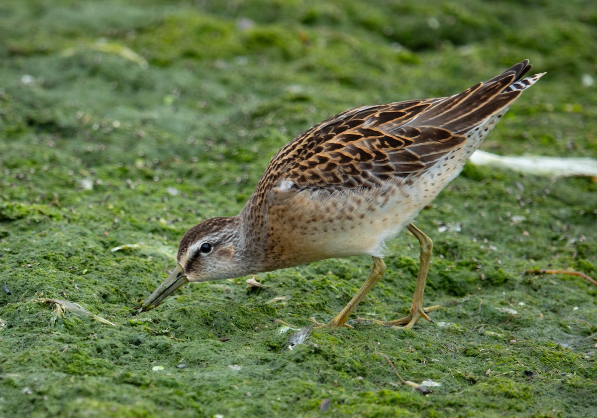 Short-billed Dowitcher - ML608805835