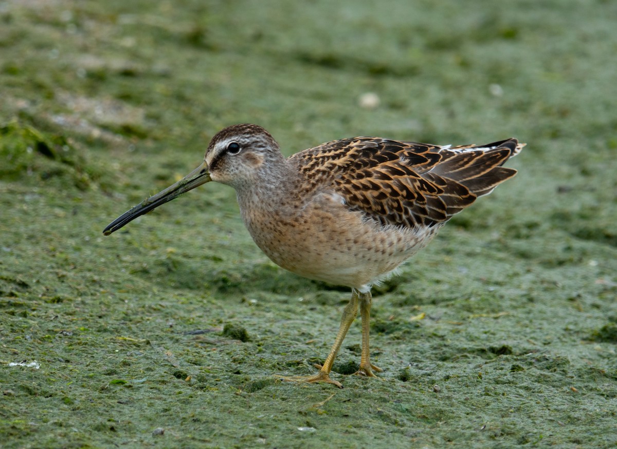 Short-billed Dowitcher - ML608805836