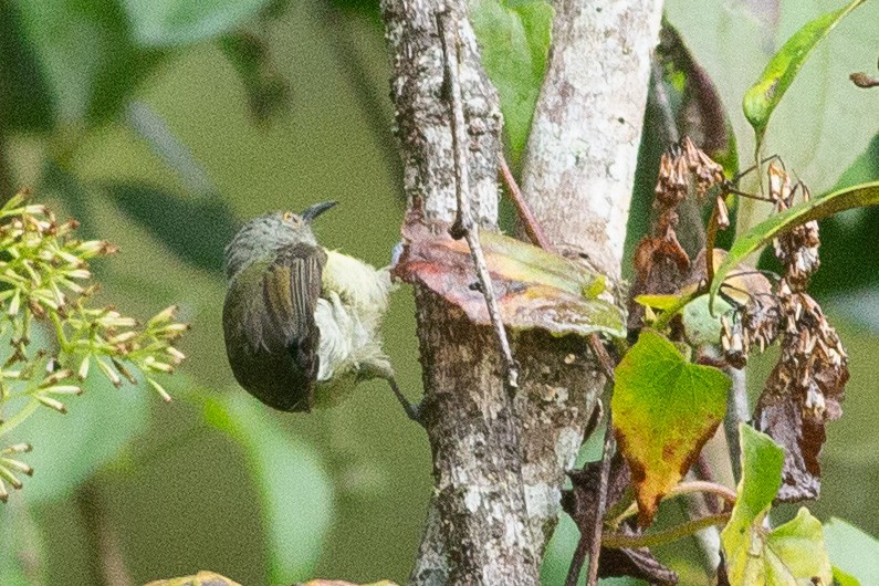 Spectacled Longbill - ML608805856