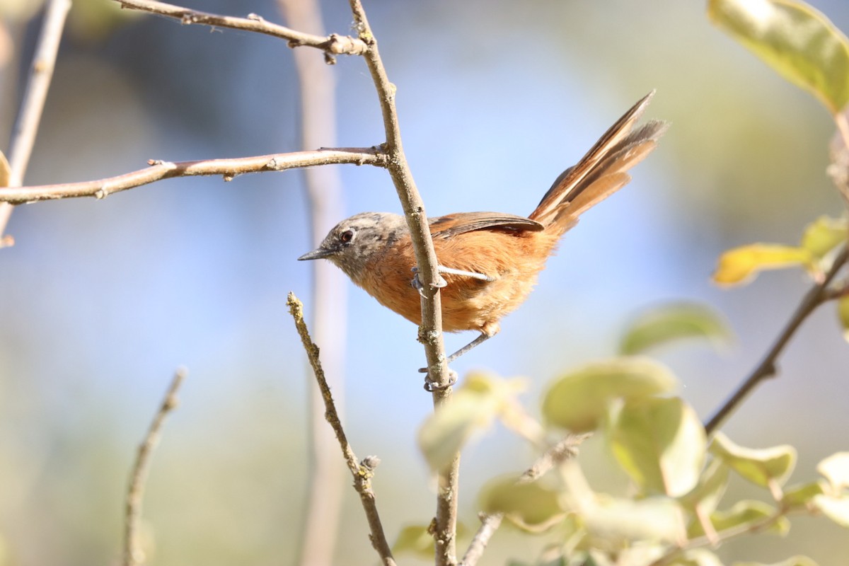 Russet-bellied Spinetail - Marcelo Quipo