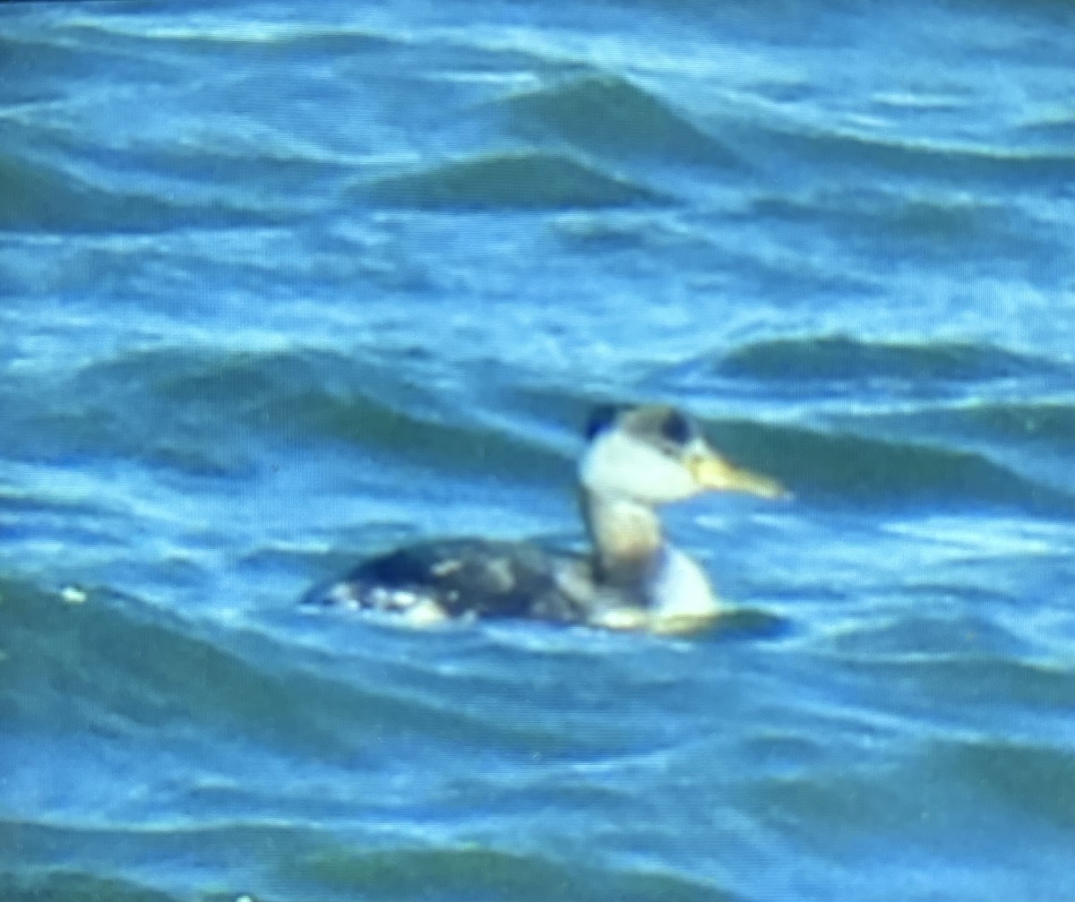 Red-necked Grebe - Charity Hagen