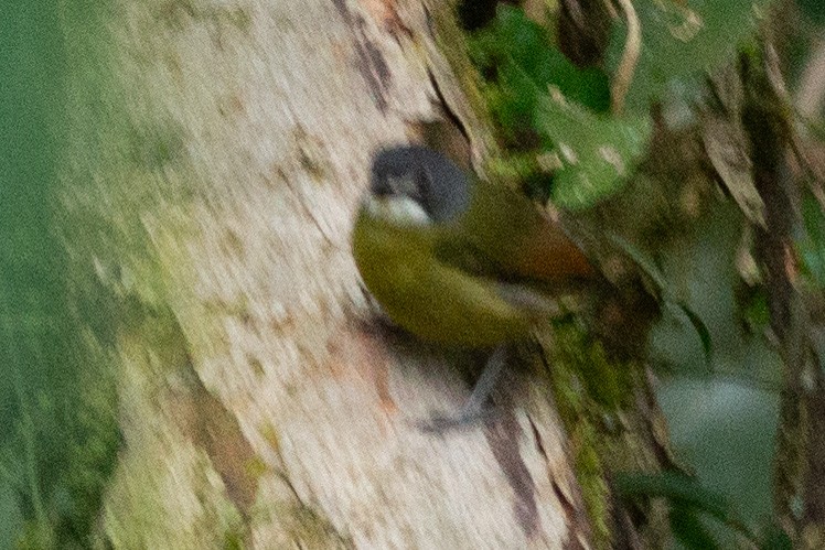 Green-backed Robin - ML608805910