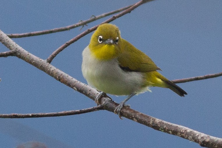 New Guinea White-eye - ML608805946