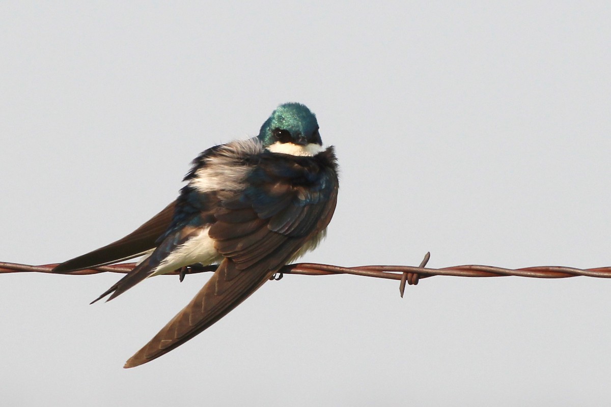 Tree Swallow - ML608806010