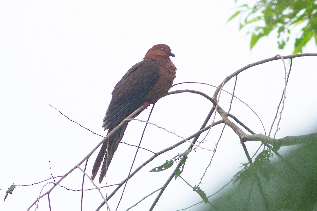 Black-billed Cuckoo-Dove - ML608806024