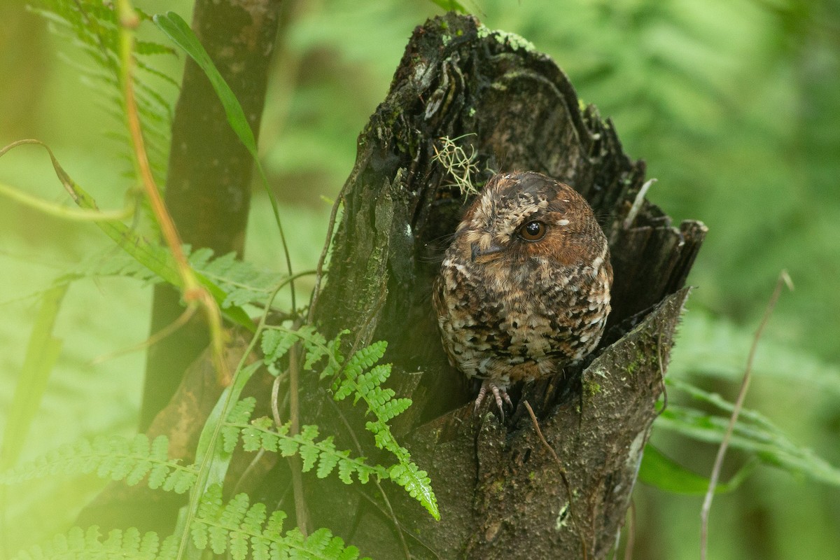 Mountain Owlet-nightjar - Angus Pritchard