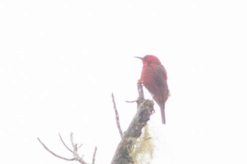 Mielero Rojo - ML608806090