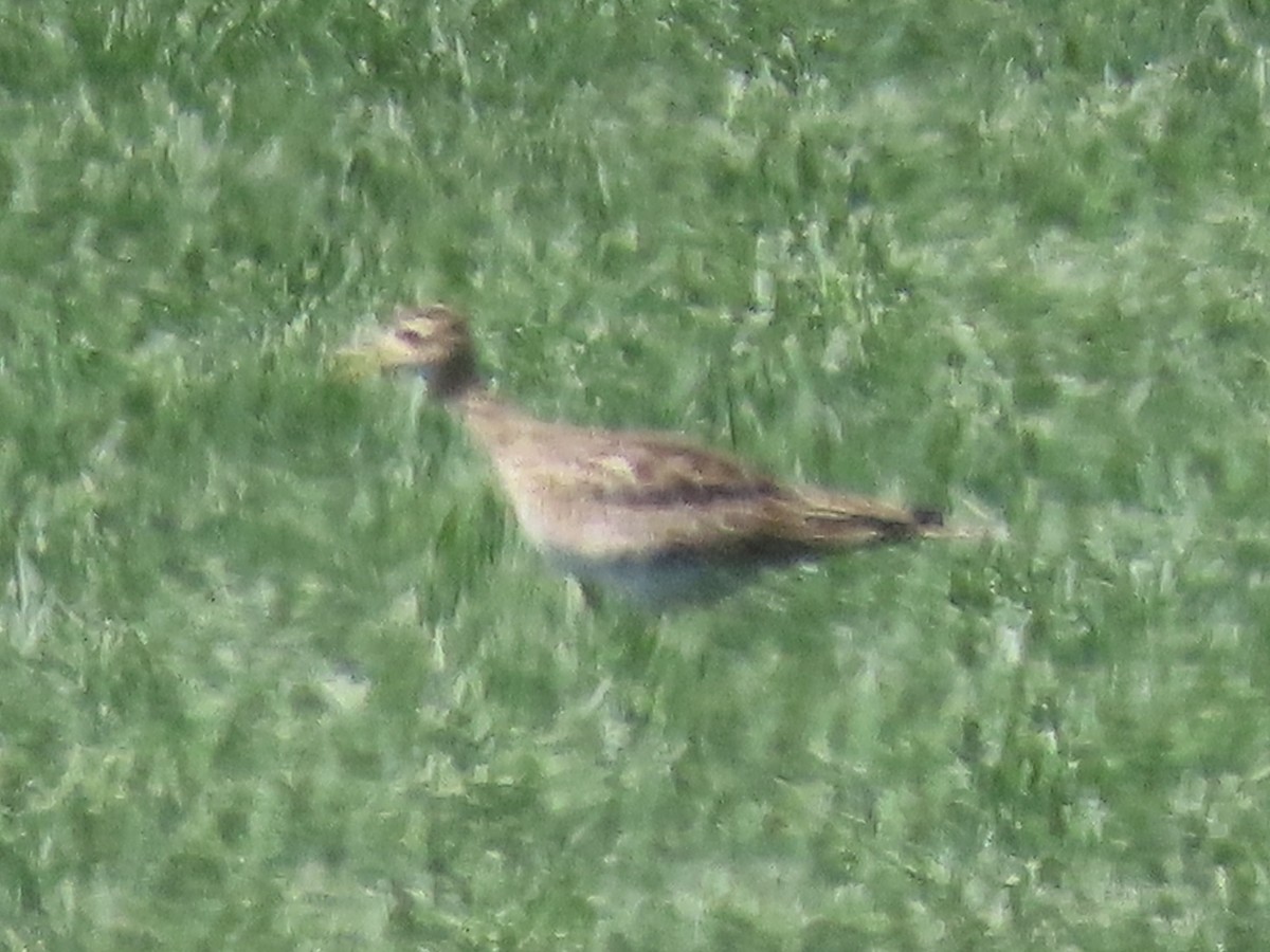 Upland Sandpiper - ML608806130