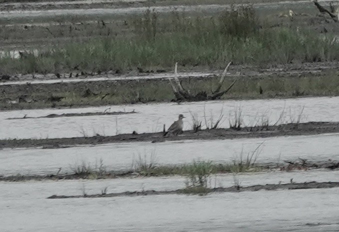 Black-bellied Plover - Jeanne-Marie Maher