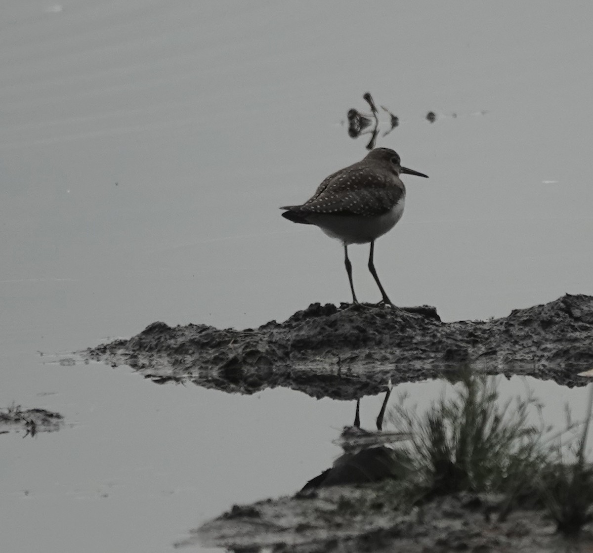 Solitary Sandpiper - Jeanne-Marie Maher