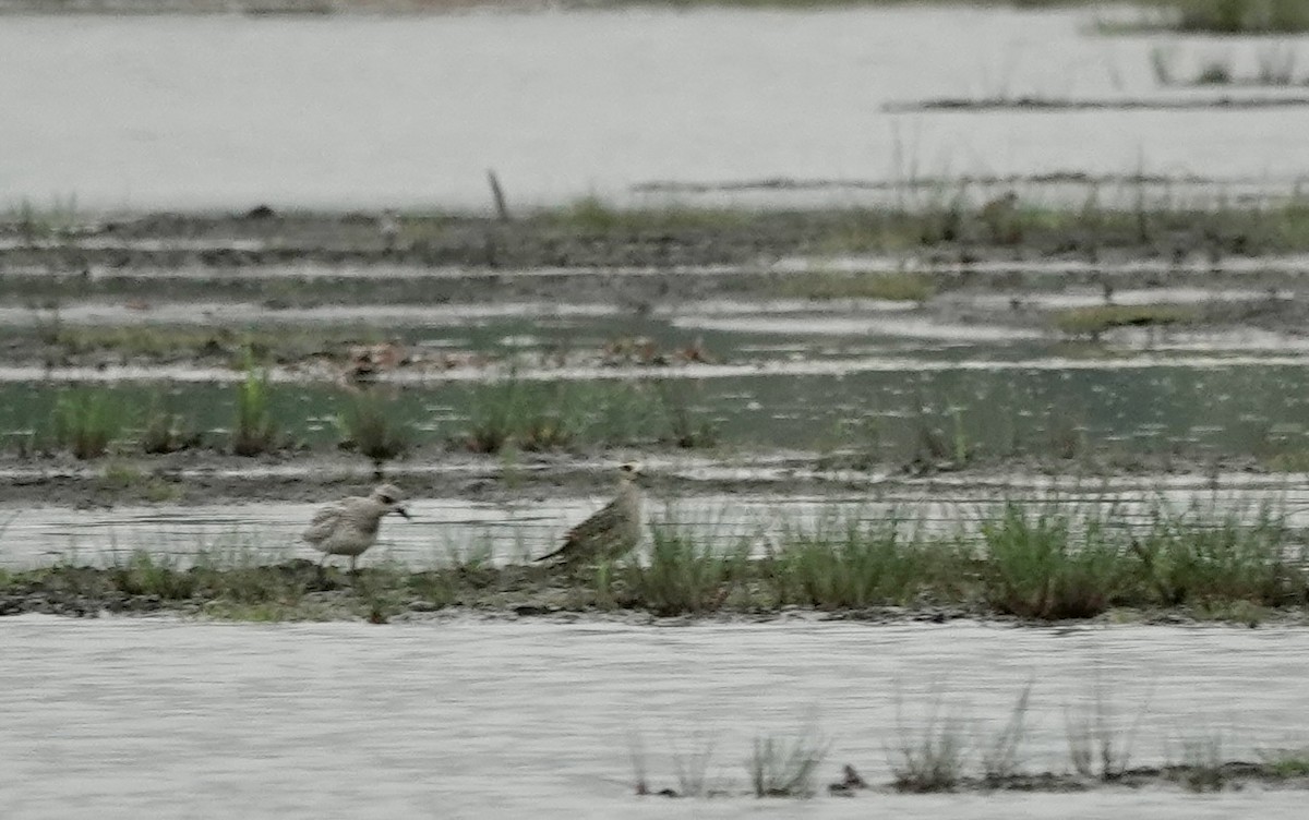 Black-bellied Plover - Jeanne-Marie Maher