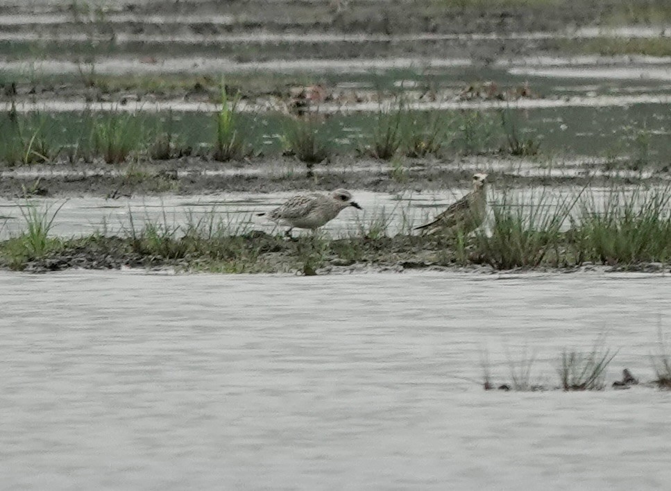 Black-bellied Plover - Jeanne-Marie Maher