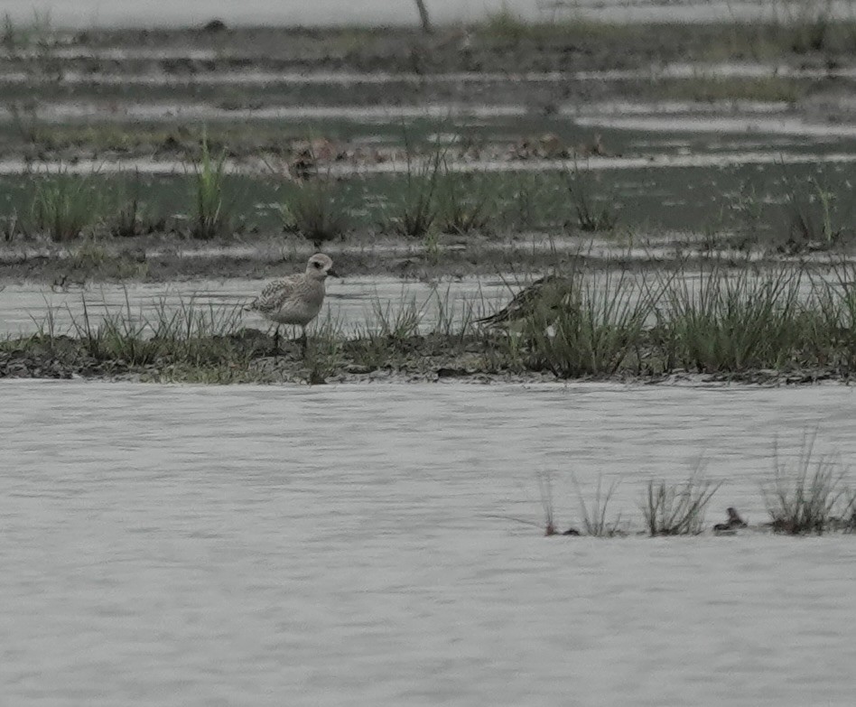 Black-bellied Plover - Jeanne-Marie Maher