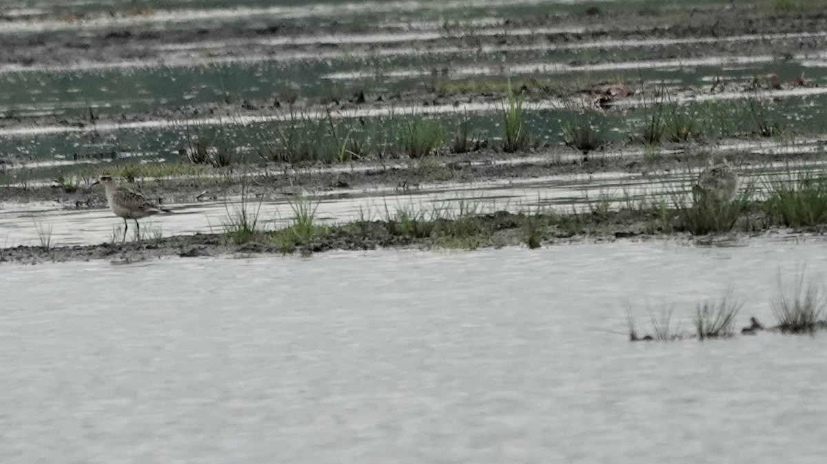 American Golden-Plover - ML608806308