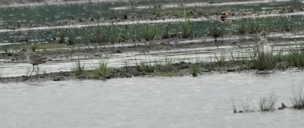 American Golden-Plover - Jeanne-Marie Maher