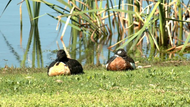 Australian Shelduck - ML608806326