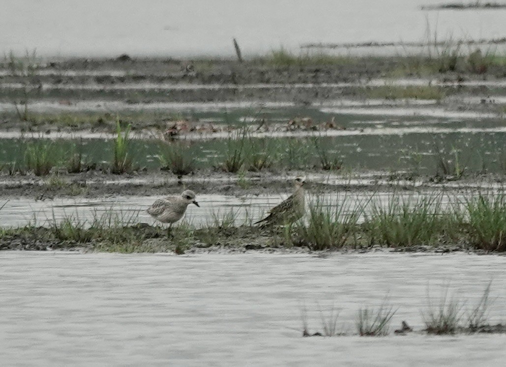 American Golden-Plover - ML608806327