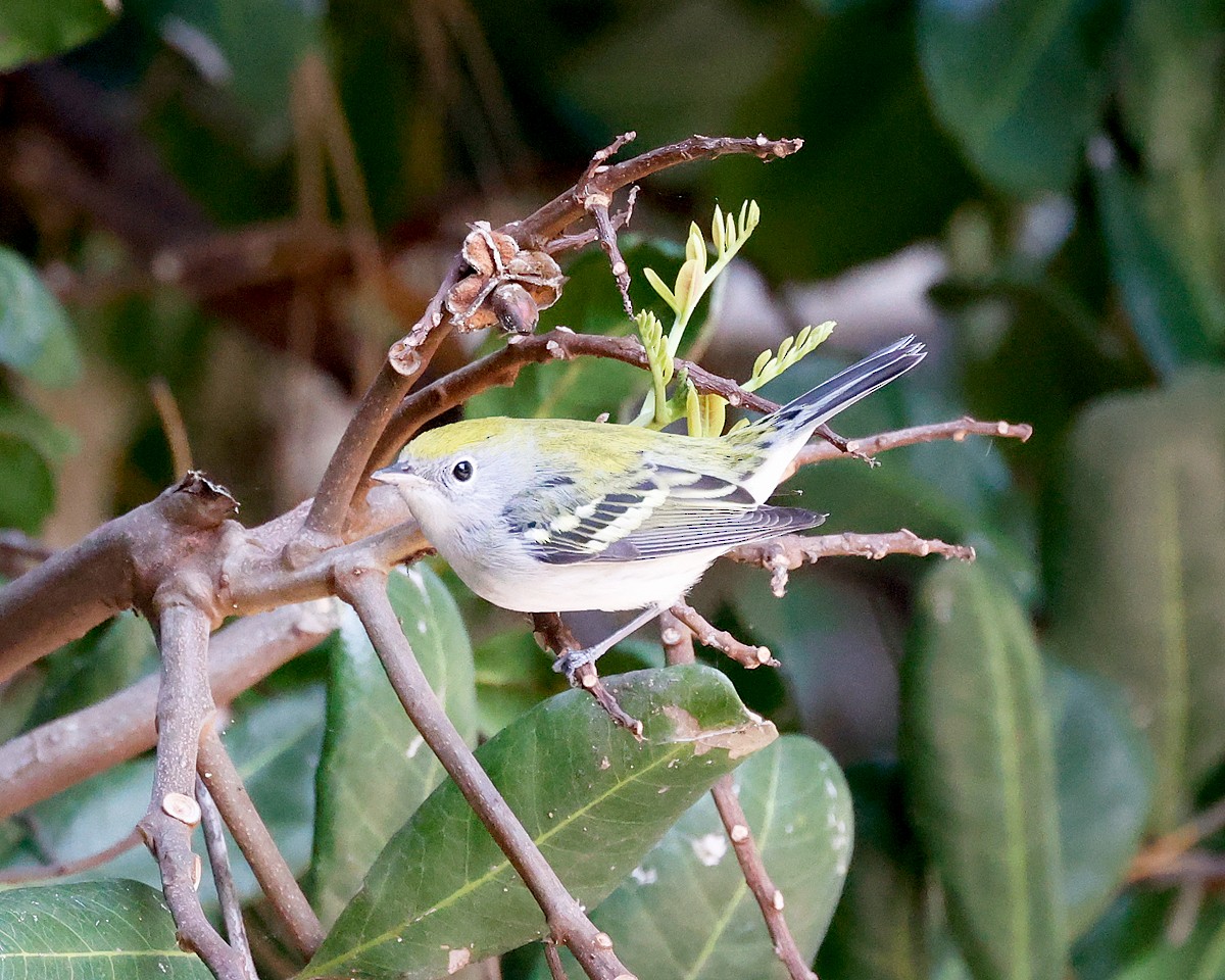 Chestnut-sided Warbler - ML608806351