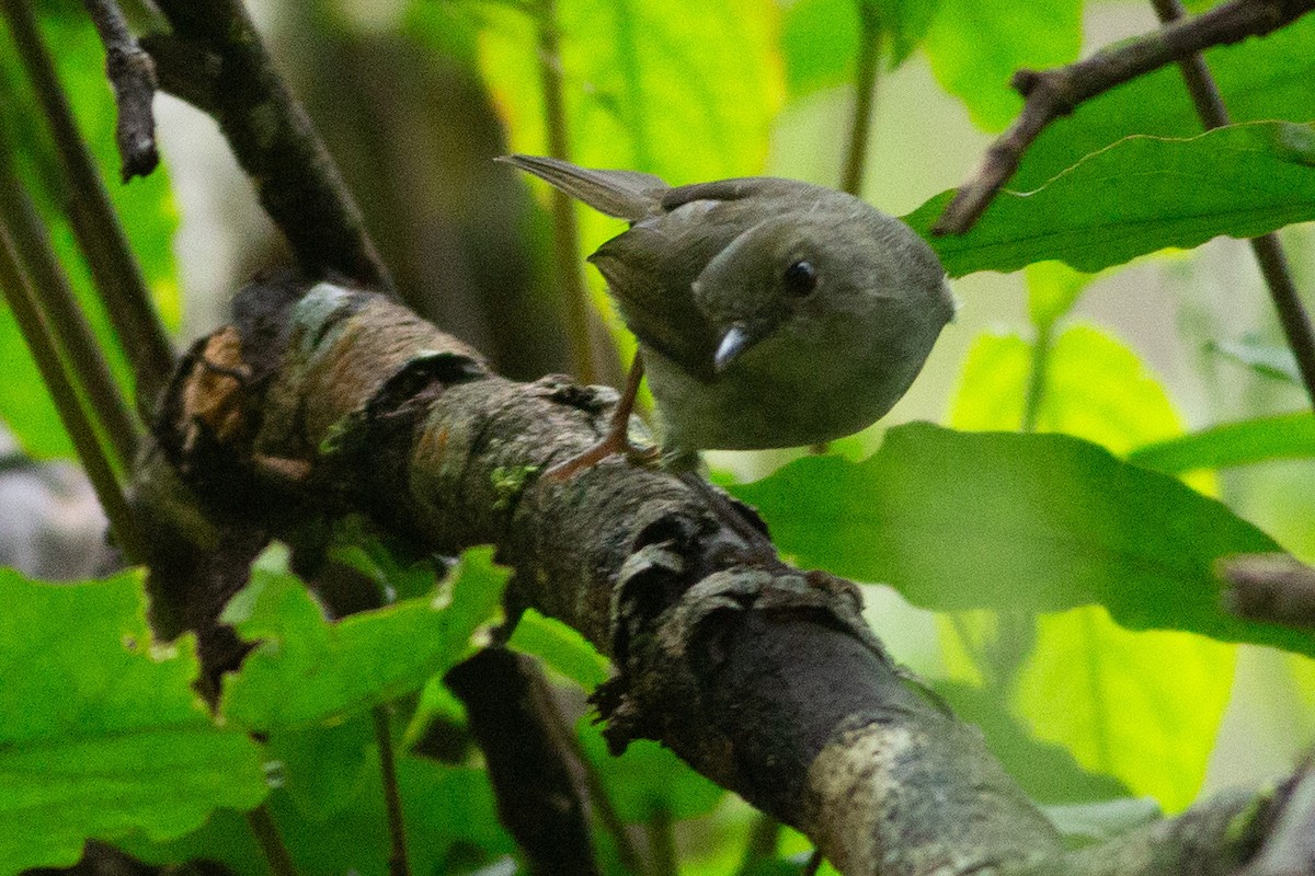 Gray-green Scrubwren - ML608806367