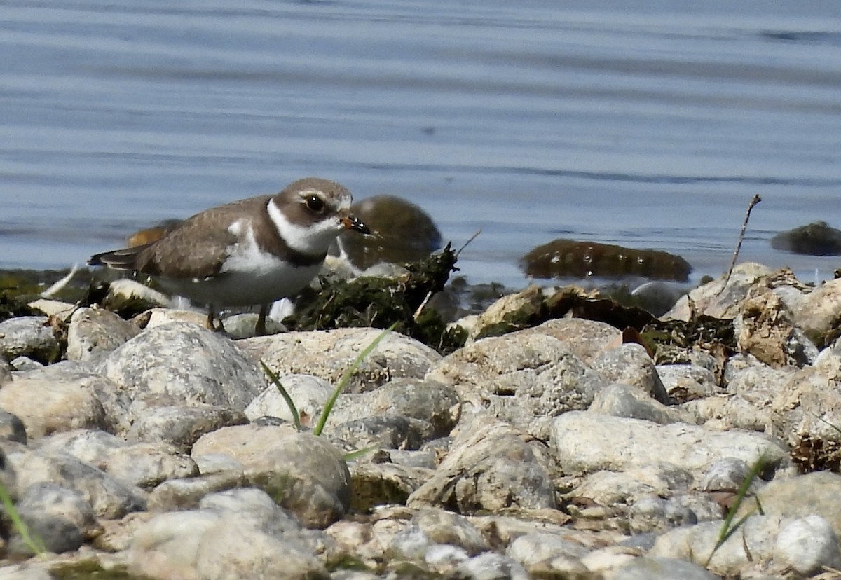 Semipalmated Plover - ML608806382