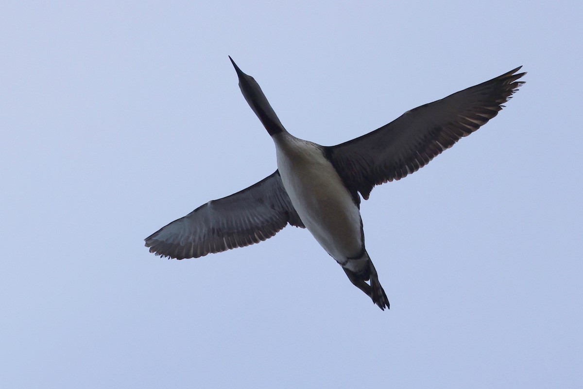 Red-throated Loon - ML608806411