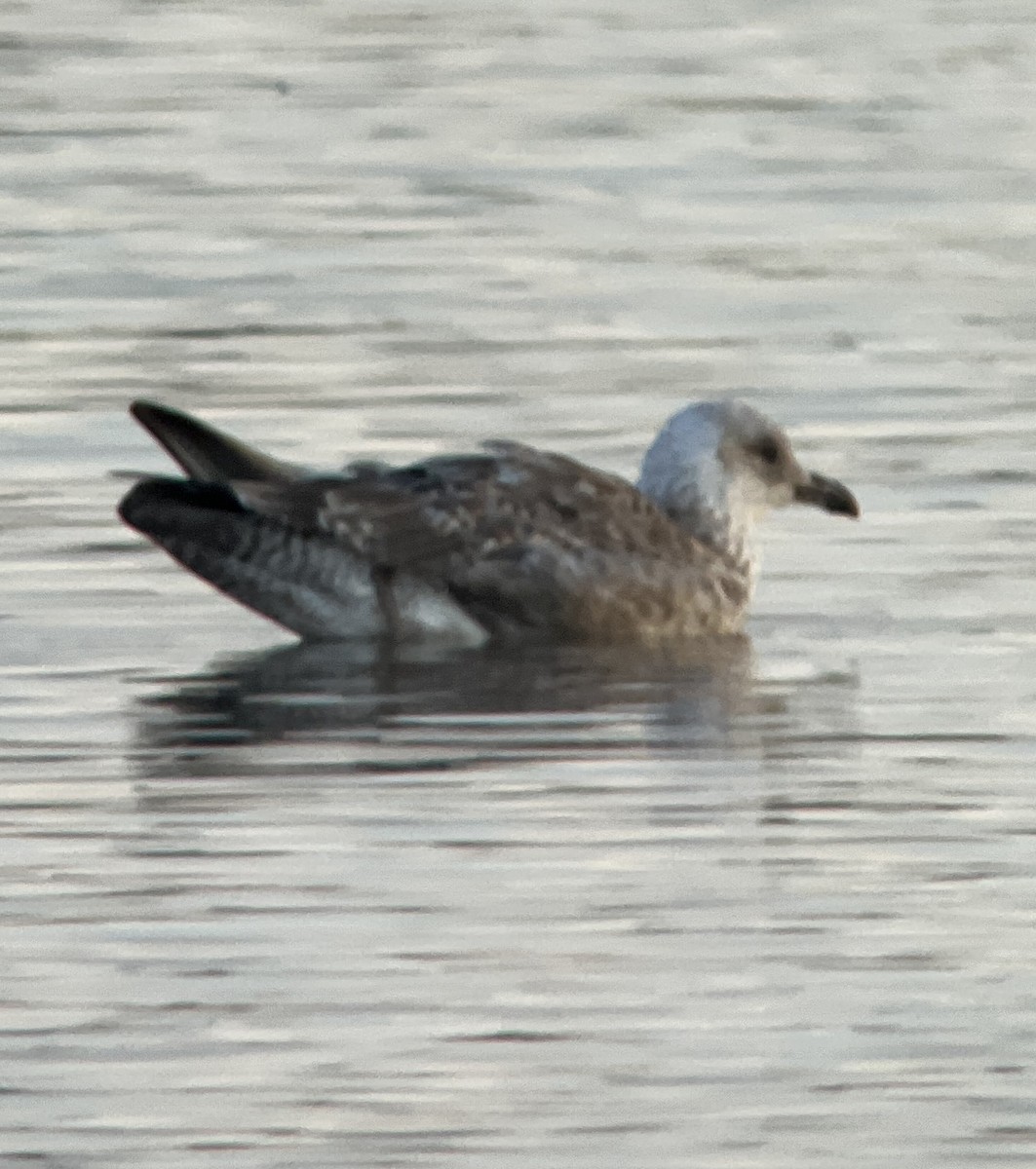 Lesser Black-backed Gull - ML608806456