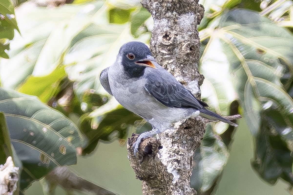 Black-faced Cotinga - ML608806507