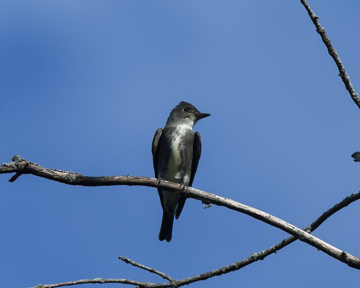 Olive-sided Flycatcher - Lincoln Martin