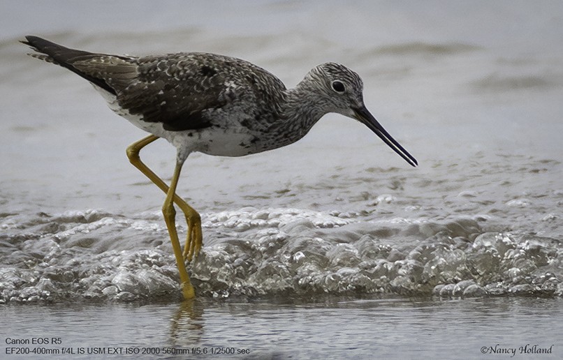 Greater Yellowlegs - Nancy Holland