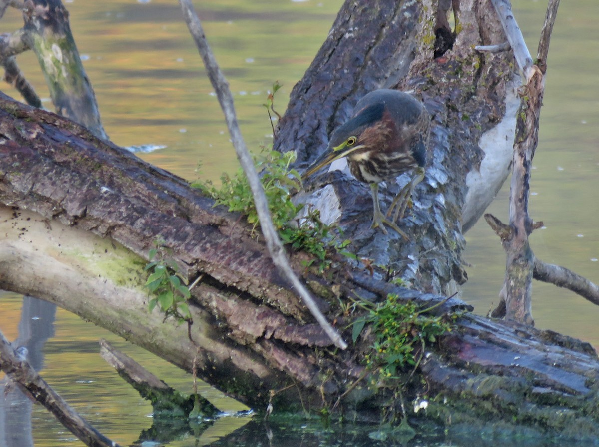 Green Heron - ML608806693