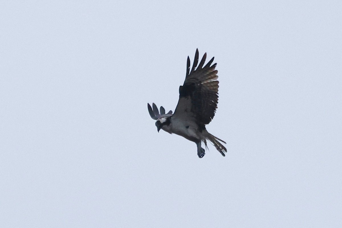 Águila Pescadora - ML608806725